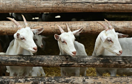 Ciltsdarba speciālistam ne retāk kā reizi divos gados jāapmeklē praktiskās apmācības dzīvnieku vērtēšanā