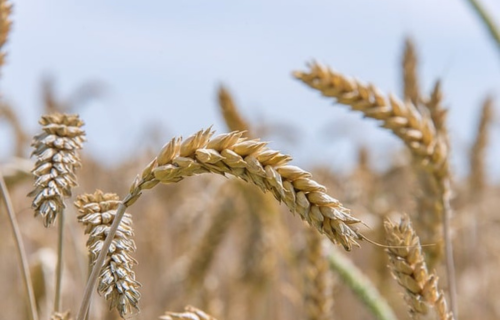 Graudu, sēklu un lopbarības vairumtirgotāja "Agrimatco Latvia" apgrozījums pērn pieaudzis par 22,3%