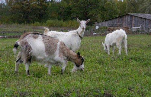 Mazajiem govs un kazas svaigpiena ražotājiem atvieglotas obligāto pārbaužu prasības