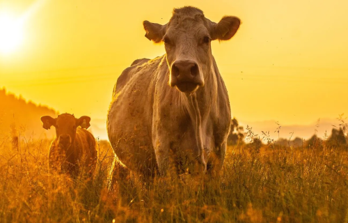 Jauns digitālais rīks Latvijas lopkopjiem – viss par ganāmpulku vienuviet
