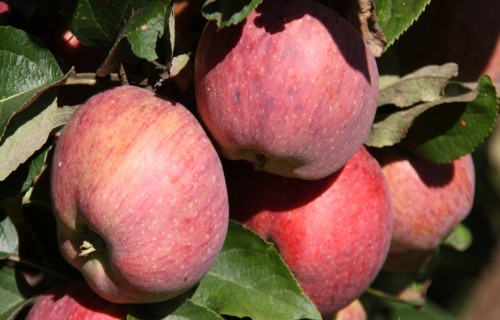 Var pieteikties dalībai programmā “Piens un augļi skolai”