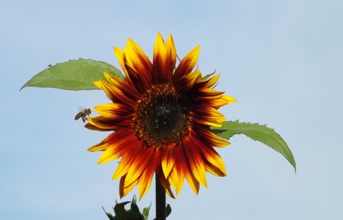 Palielināta atbalsta likme konvencionālajiem biškopjiem agrovides pasākumā apputeksnēšanas nodrošināšanai