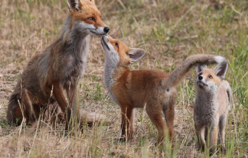 PVD uzsāk meža dzīvnieku vakcināciju pret trakumsērgu