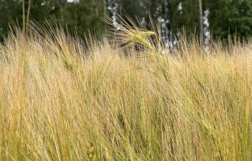 Pieejams atbalsts ieguldījumiem pārstrādē