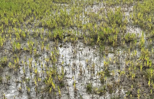 Zemkopības ministrija iesniegusi Eiropas Komisijai jaunākos datus par situāciju lauksaimniecībā
