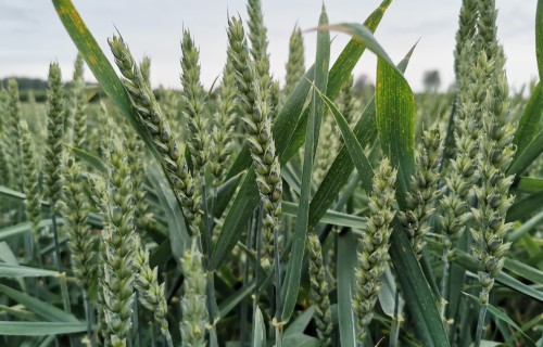 Risinājumi ziemas kviešu mēslošanā