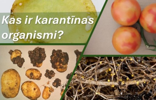 Nepārbaudīts sēklas materiāls, inficēta augsne – kļūda, kas maksā dārgi
