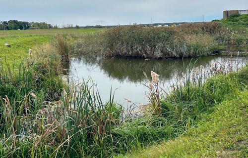 Mākslīgie mitrāji – uzticams sabiedrotais saimniekam