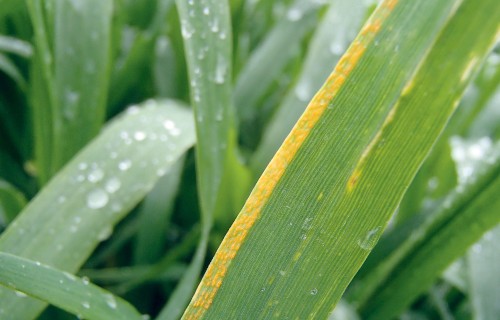 Kultūraugu slimību un kaitēkļu prognoze jūnijam