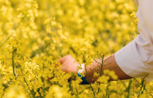 Sertificētas sēklas nozīme