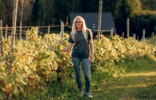 Vīnogas un aitiņas "Mazburkās"