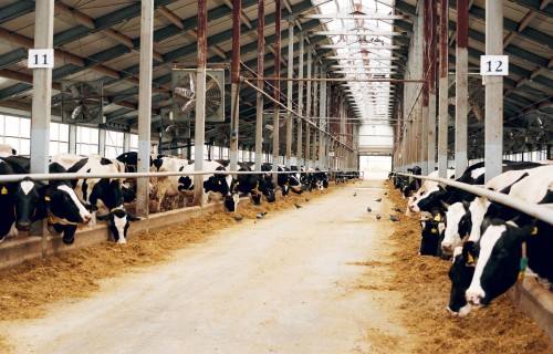 DeLaval Uzvedības Analīze. Pārraugiet savu dzīvnieku atrašanās vietu un uzvedību reāllaikā