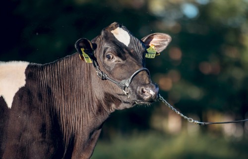Ko stāsta Latvijā aprēķinātās vaislas buļļu ciltsvērtības