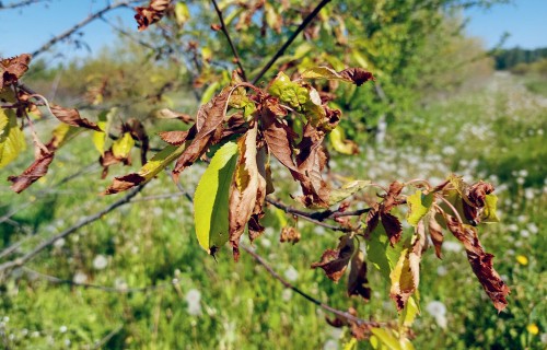 Kultūraugu slimību un kaitēkļu prognoze jūlijam