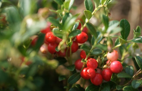 Rudens mežā – laiks ievākt dabas veltes