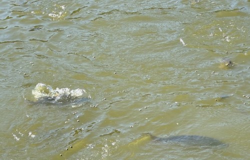 Atbalsta iespējas akvakultūrā