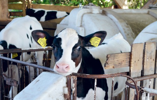 "Mazlauros" modernizē darbus