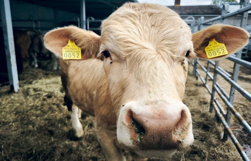 Lielāks svars, lielāka peļņa – vai izmantojam šo iespēju