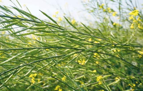 Rapši, dabas stihijas un ieteikumi