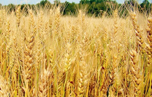 Kultūraugu slimību un kaitēkļu prognoze augustam