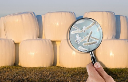 Stratēģijas klostrīdiju ierobežošanai rituļu skābbarībā