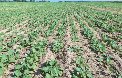 Kā izvēlēties rudens herbicīdus rapšos