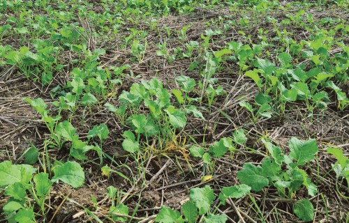 Efektīva nezāļu ierobežošana rapšos: stratēģijas un ieteikumi jaunajai sezonai