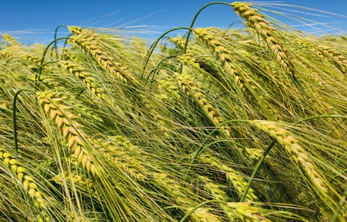 Sertificētas sēklas – kvalitatīvas pārtikas pamats