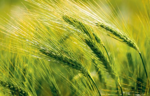 Ziemāju graudaugu kopraža aug – kā noturēt tendenci arī nākotnē