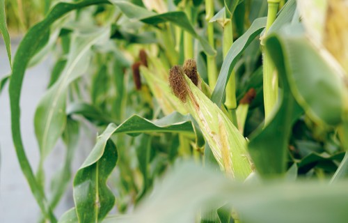 Neredzamie draudi lopbarībā – mikotoksīni piena lopkopībā