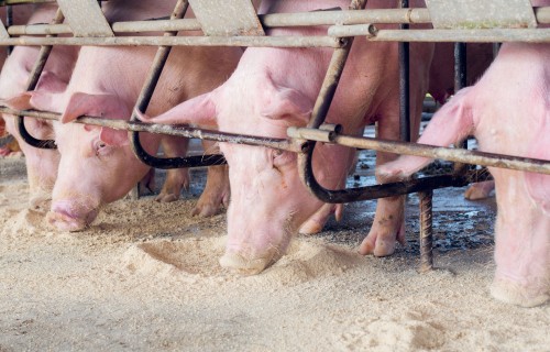 Insektu izmantošana cūku ēdināšanā