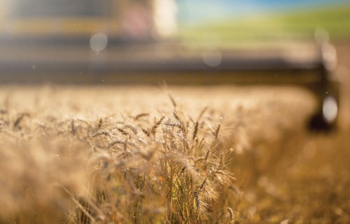 Veldre, fuzarioze un applūduši lauki – šīs vasaras mācība nākotnei