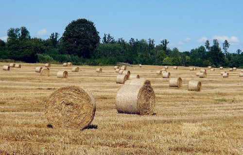 Kultūraugu slimību un kaitēkļu prognoze septembrim