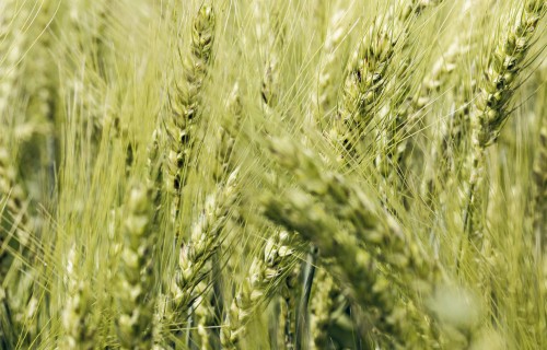 Aktuālais graudu iepirkumos