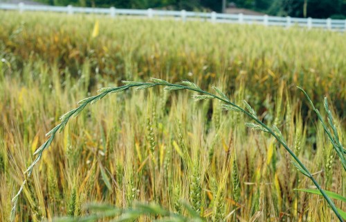 Nākotnes bieds – viendīgļlapju nezāles
