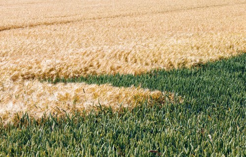 Augsnes mikrobioms: kas aiz tā slēpjas