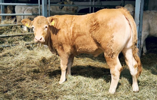 Kāpēc peļņa no Latvijas liellopiem aizplūst uz ārzemēm – un kā to apturēt