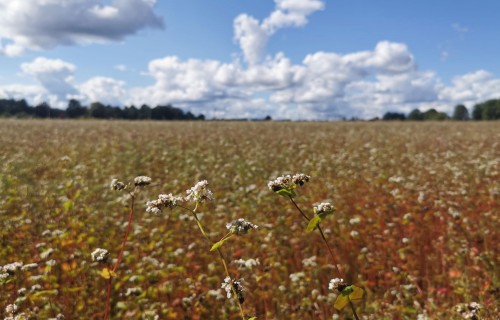 Ražas apkopojums rudenī – zema vasarāju raža, aizkavēta ziemāju sēja