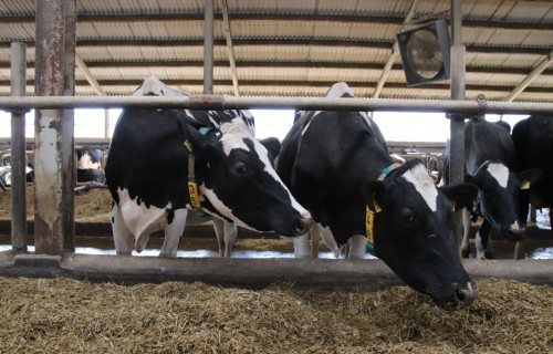 Lai samazinātu dzīvnieku saslimšanas risku ar zilās mēles slimību, liellopu, aitu un kazu turētājiem jāievēro piesardzības pasākumi