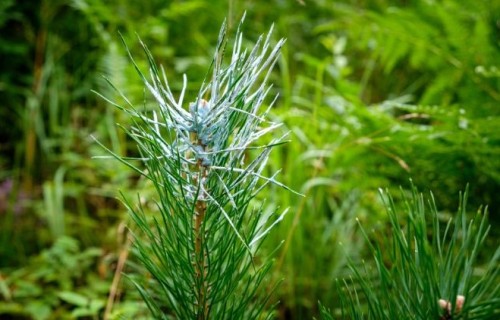 Jaunaudzes valsts mežos šogad aizsargās 25 000 hektāru platībā