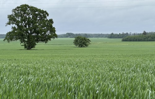 LAD 16. oktobrī uzsāk platību maksājumu izmaksu