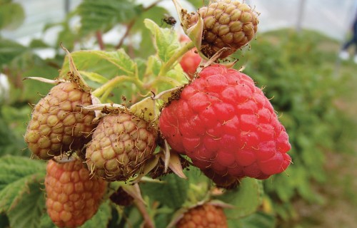 Kultūraugu slimību un kaitēkļu prognoze - oktobrim