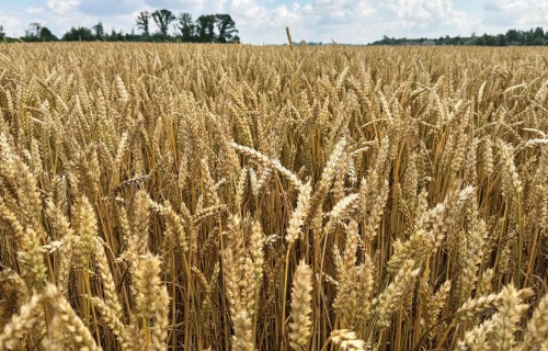 Ziemas kviešu izmēģinājumi: slimību izplatība, raža un kvalitāte 2025. gada sezonā