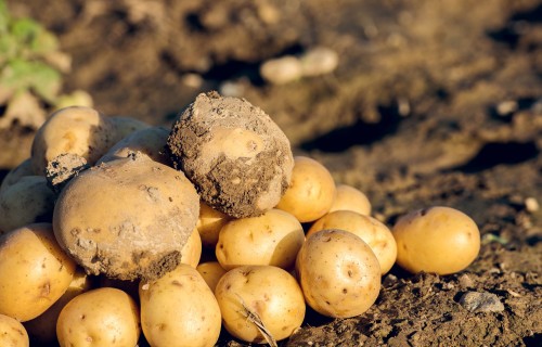 Kartupeļi un jaunākās tendences kartupeļu selekcijā