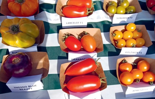 Īstā latvju saimniece "Dzērvju tomātos"