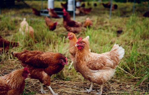 Veselības trends – mikroaļģes – nonācis līdz mājputniem