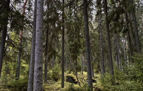 Aicina iesniegt projektu pieteikumus atbalstam mežsaimniecībā no 2025. gada 19. novembra līdz 19. decembrim