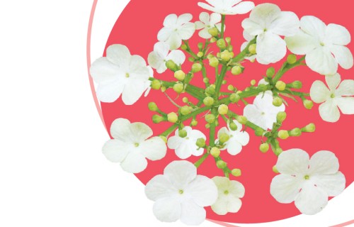 Veselībai un daiļumam - IRBENES