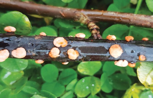 Kultūraugu slimību un kaitēkļu izplatības prognoze