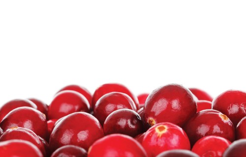 Alfreda Ripas mantojums - lielogu dzērveņu, augsto zileņu un brūkleņu šķirnes